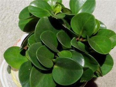 碧玉怎么养开花,碧玉怎么养成老桩