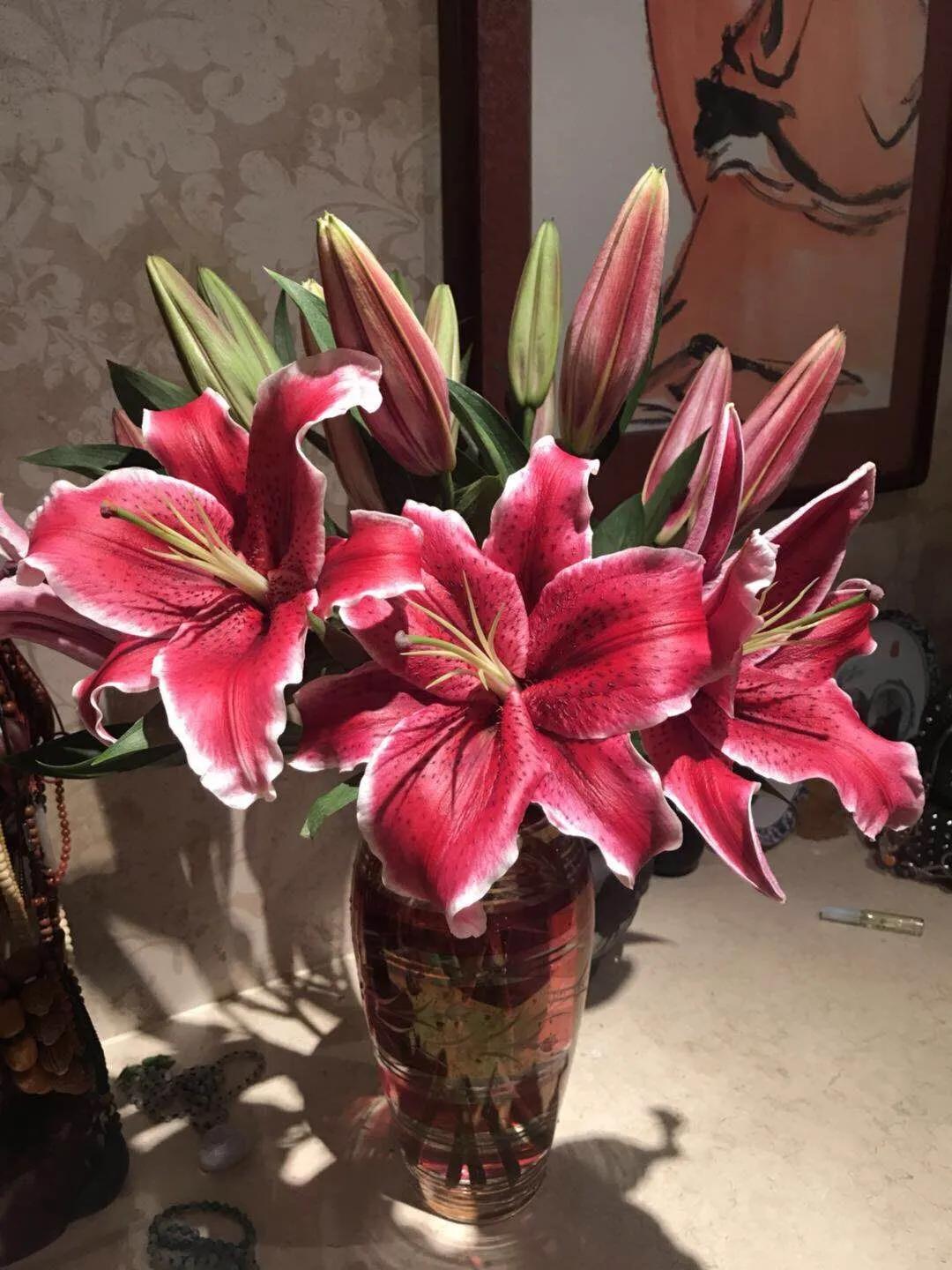 香水百合鲜切花云南鲜花基地,什么颜色的百合最好养活