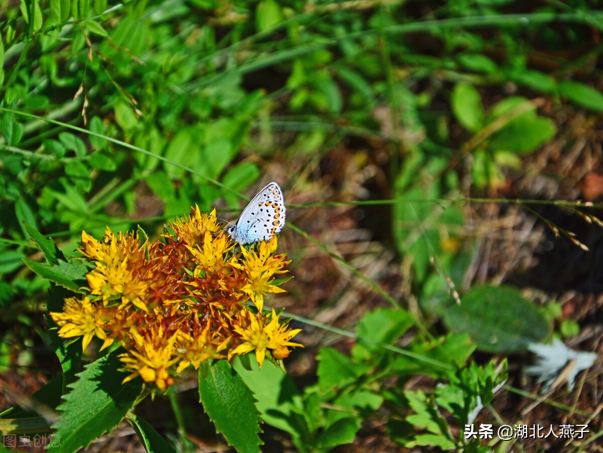 各种可以吃的野菜图片大全及名称 (100种野菜图片大全和名称和吃法)