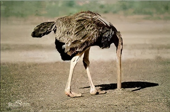 法国知识|福楼拜与《情感教育》