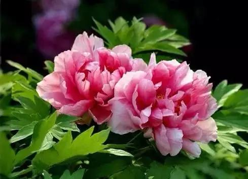 各国国花展示视频,各国国旗国徽国花