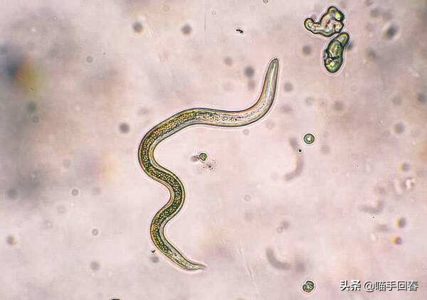 猫咪口渴、呕吐，除了肠胃问题，还有可能是得了蛔虫病