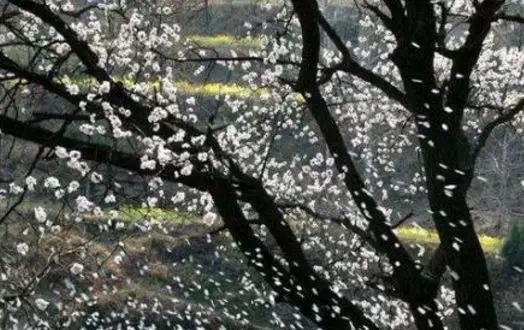 杨万里描写四季的古诗词,杨万里描写春天的诗句