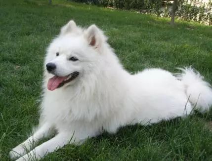 犬类图解,犬类大全100个视频