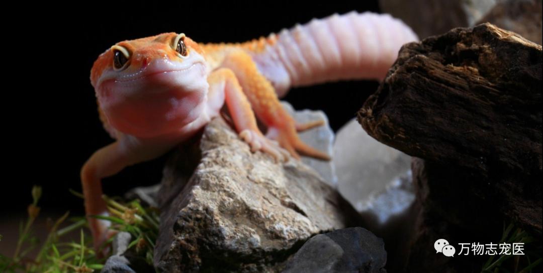 新宠到家笼养几天,新手饲养守宫必备什么品种