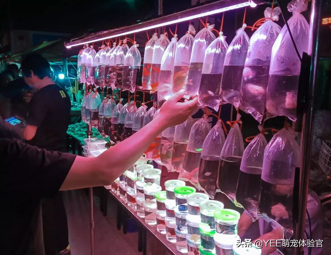 硝化细菌无处不在吗,有没有真正有用的硝化细菌