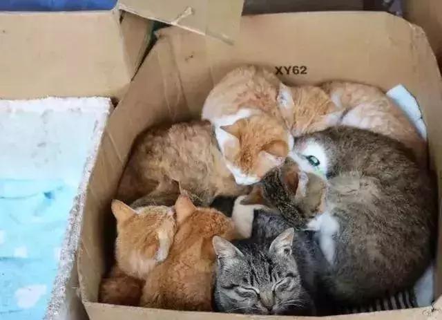 怎样可以封印住一只猫,咋样可以快速封印猫咪