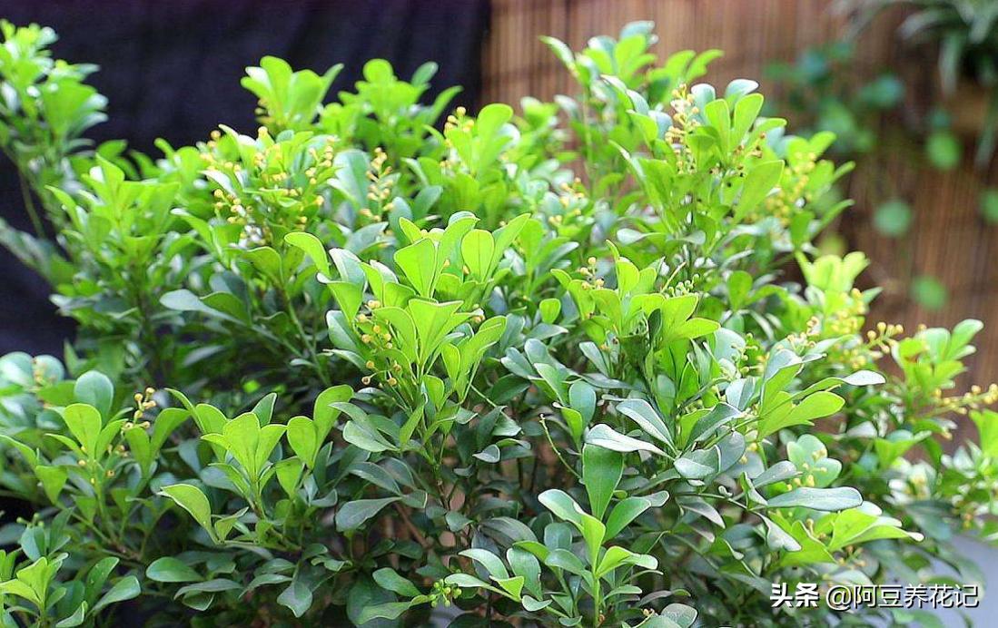 小米兰品种,小米兰适合在院里养