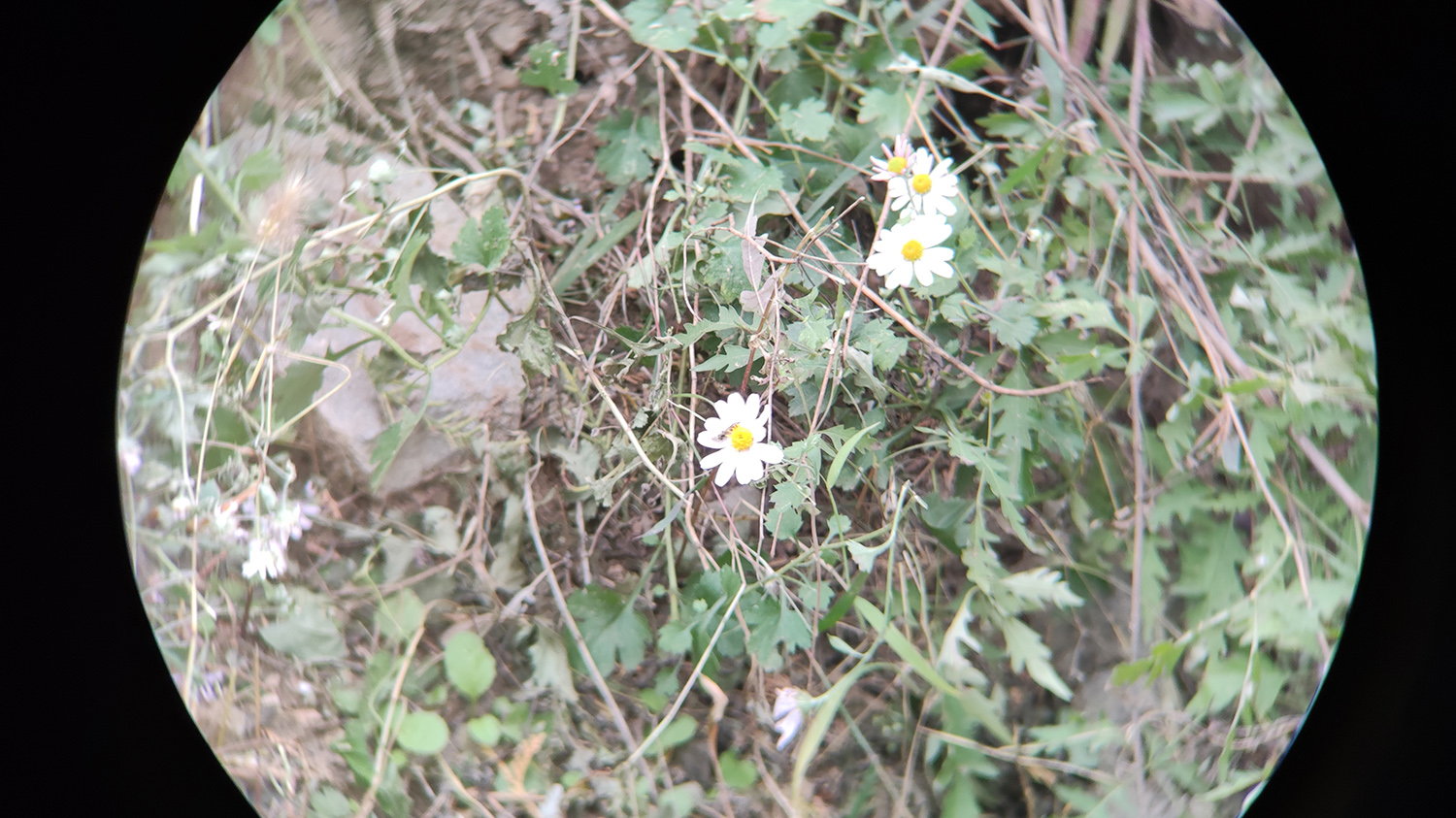 星特朗望远镜高倍高清夜视专业级,星特朗望远镜4mm非球面目镜