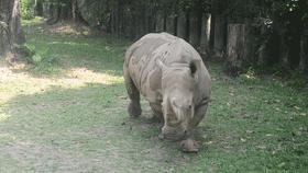 牛科动物排名,牛科动物有哪些品种