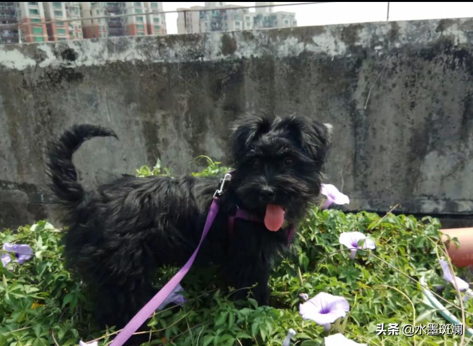 狗狗的发情期，教你几招寻找离家出走的毛孩子！