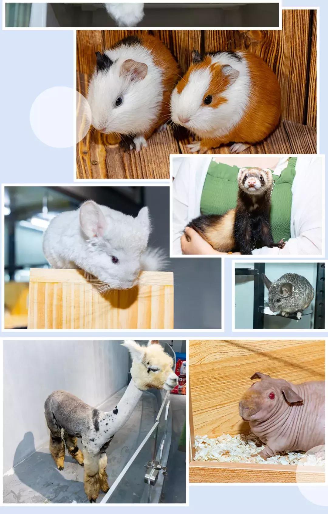 19.9包邮毛绒羊驼,羊驼9.9元秒杀直播