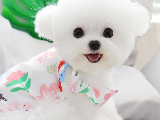 薅羊毛捡漏好物推荐直播,狗狗梳毛好物推荐