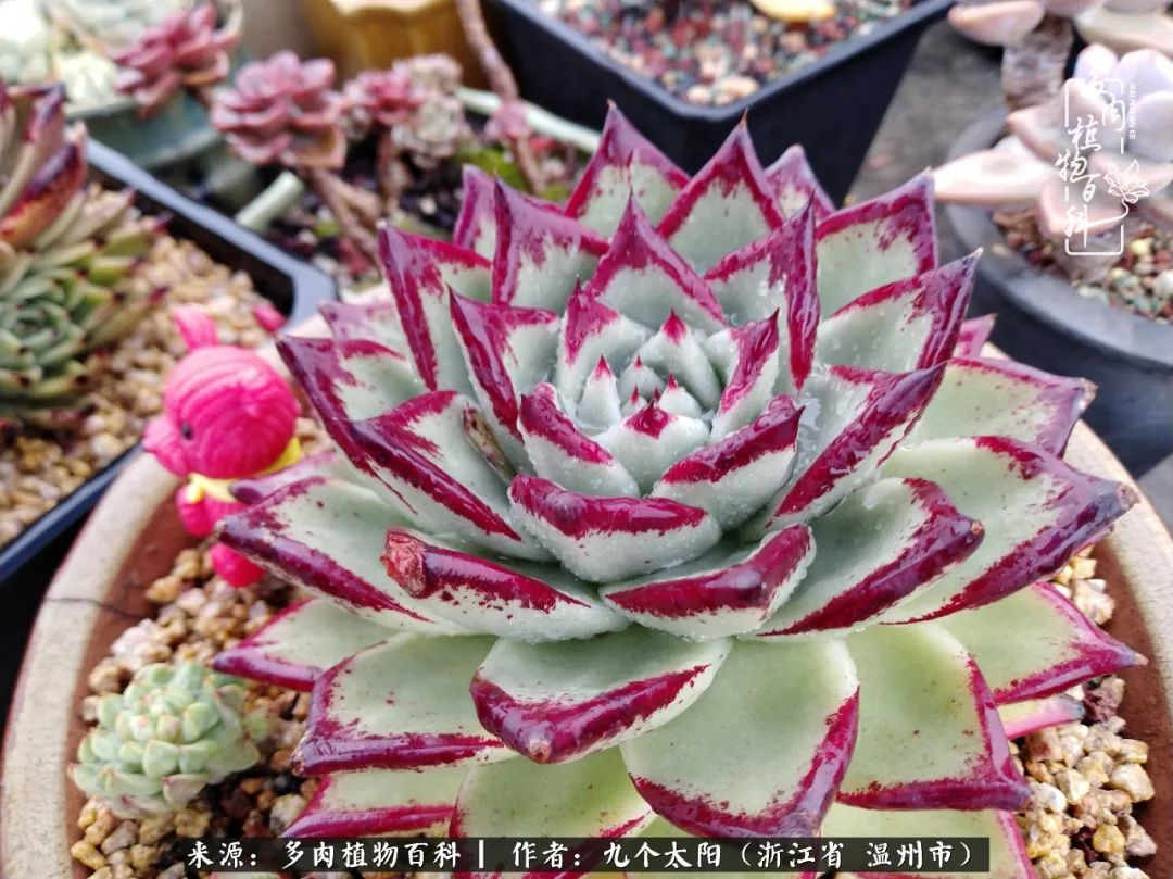 景天、球和龙舌兰，只要是多肉，都喜爱