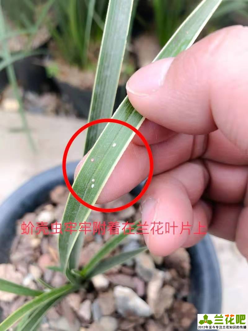 春季蚧壳虫活跃，叶片上白色颗粒刮擦刷治标不治本，两种药物根除