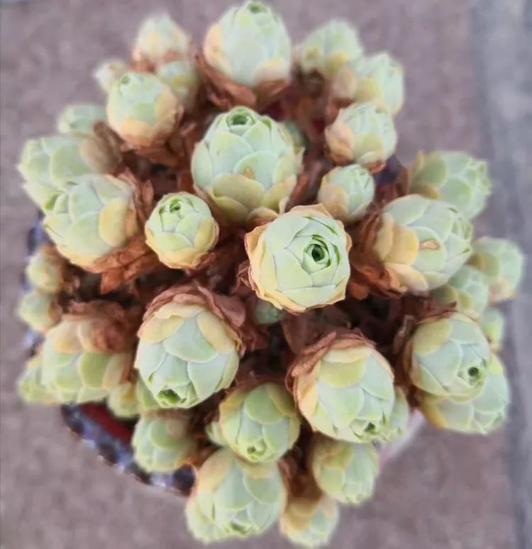 一花一世界多肉园艺,一花一世界一叶一菩提多肉植物