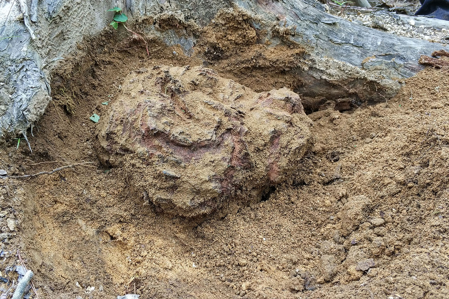 茯苓能祛湿,茯苓真能祛湿吗