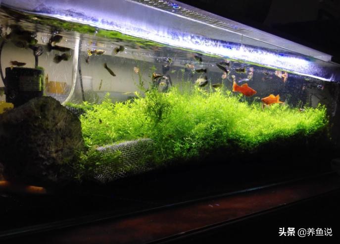 雨水能养锦鲤吗,雨水能养鱼吗