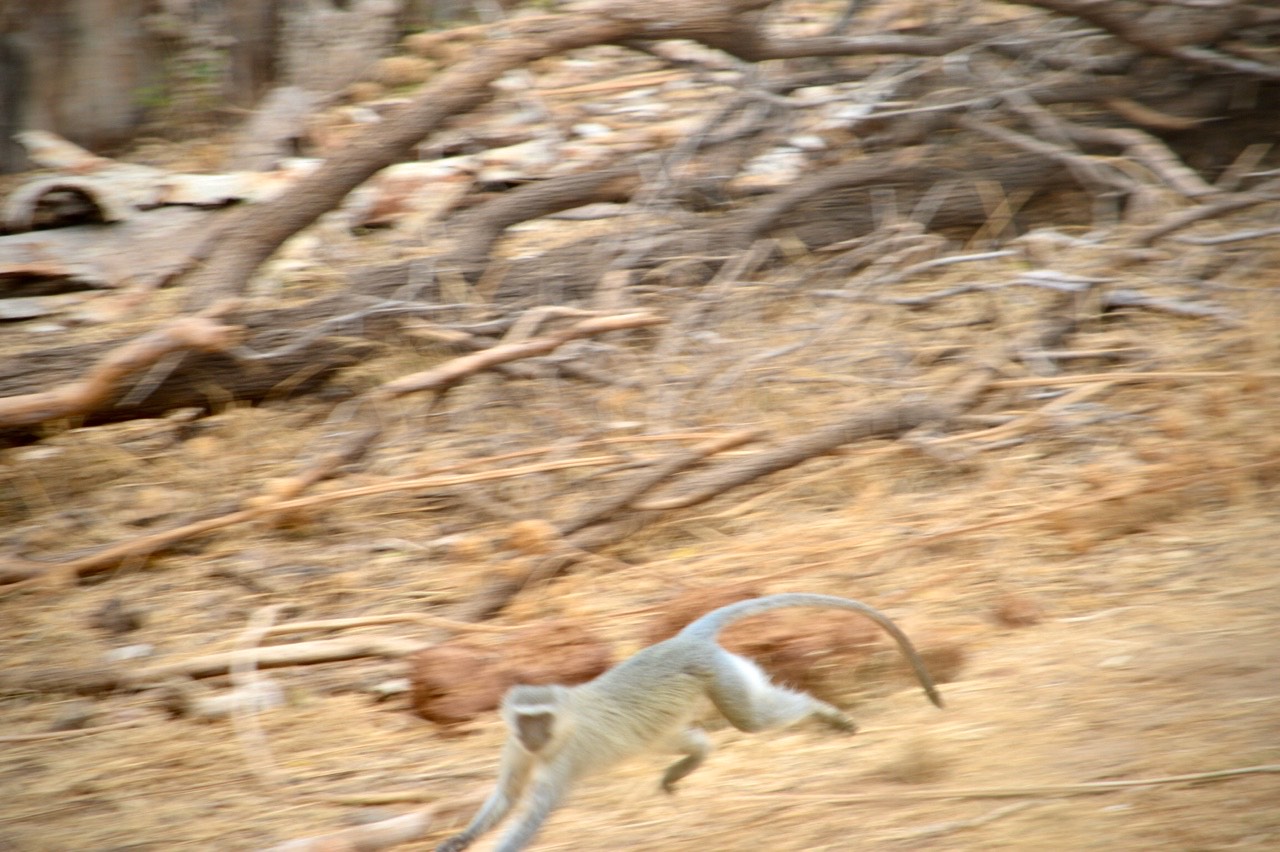 纪录片南非探险记,南非游记纪录片