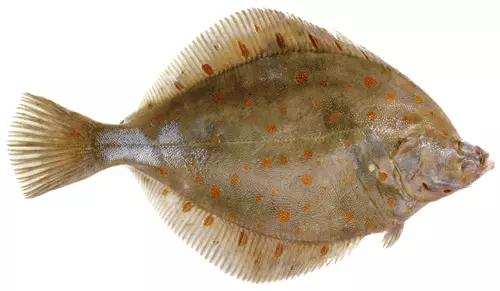 欧洲超市的鱼是活的吗,欧洲超市常见海鲜