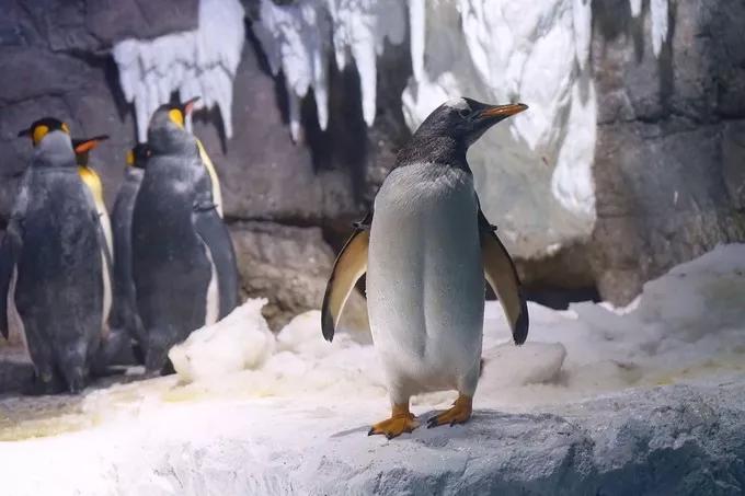 不一样的大阪三日游,瑠璃一束光,值得一来再来