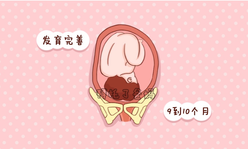 胎儿在肚子里一般什么时候发育,胎儿在妈妈肚子里怎么发育的