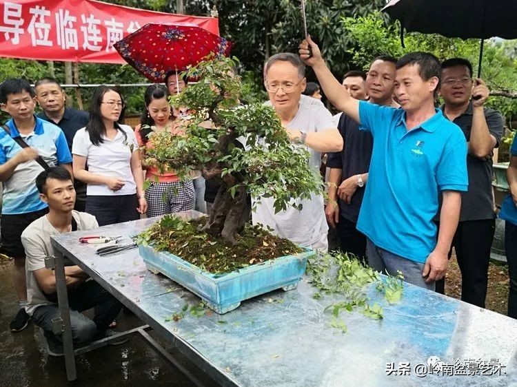 广东的盆景有哪些,适合广东玩的盆景