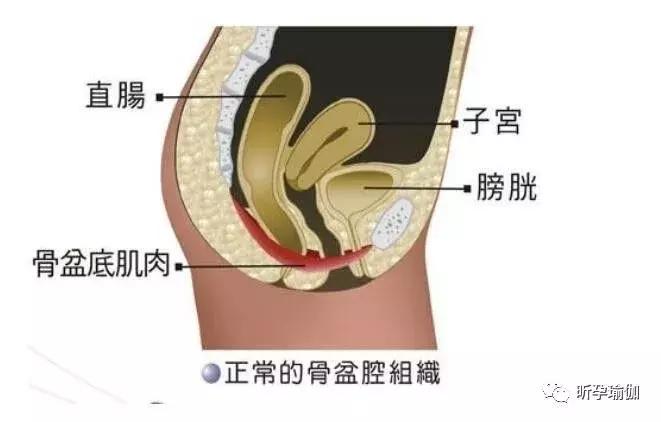 孕妇瑜伽凯格尔运动正确教程,孕期凯格尔运动盆底肌锻炼视频