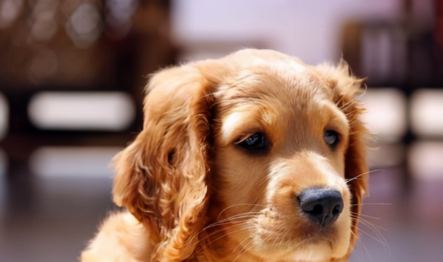 戈赞：狗狗肉垫负伤应该怎么治疗？