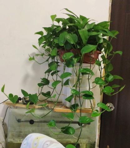 绿萝叶片发黄原因和处理方法,绿萝叶片发黄怎么补救