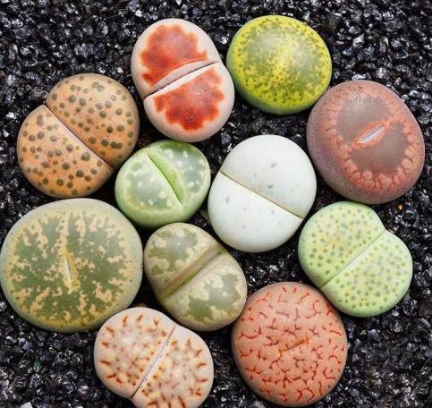 多肉的100个常见品种,10种公认的多肉