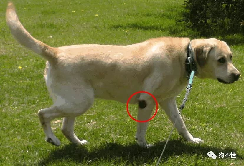 狗腿上有癣自己会好吗,狗腿上有白毛有什么说法