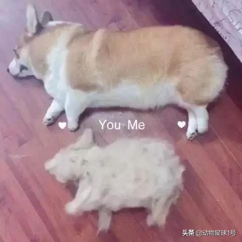 猫狗掉的毛可以织毛衣铲屎官：习惯就好