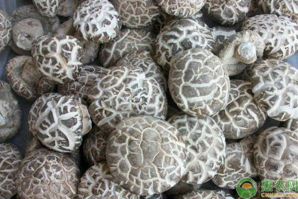 香菇多少钱一斤？行情如何？香菇产区最新收购价格行情