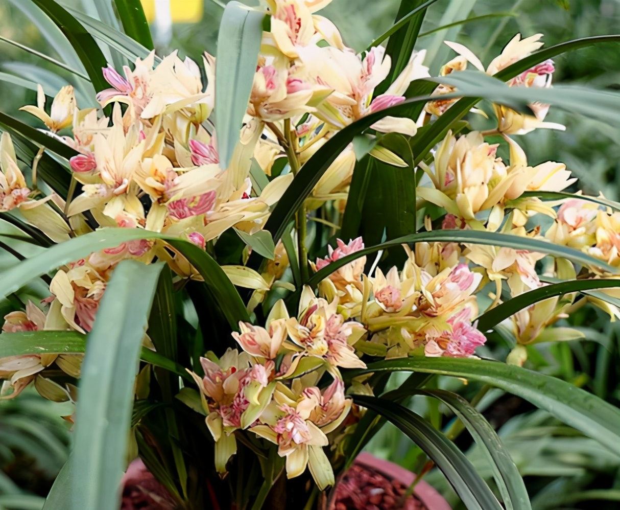 十大名贵兰花你知道几种,哪些品种的兰花曾是天价