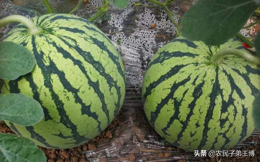 种的西瓜不结果怎么办,西瓜怎么样才能增甜膨果快