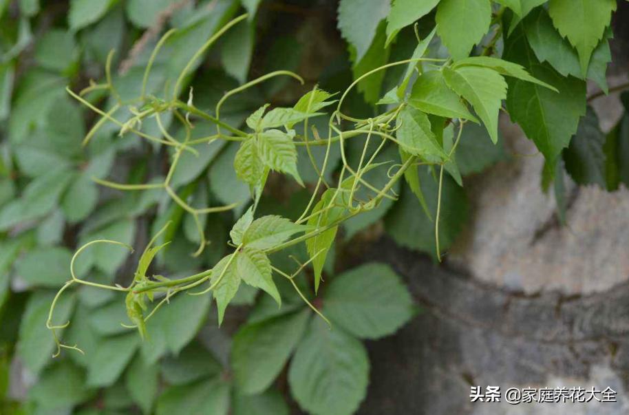 适合室内种植的爬藤植物有哪些,适合室内种植爬藤植物