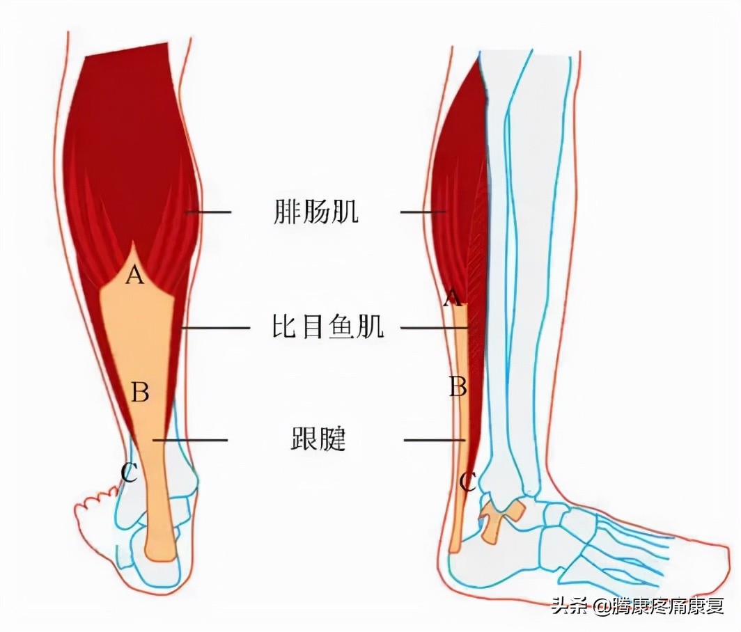 小腿疼痛的原因和治疗原则图片,脚小腿肌肉疼痛是什么原因