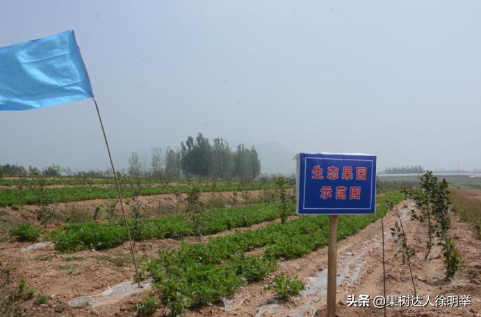 蚜虫防治药剂分析科学选择,小虫之王蚜虫怎么防