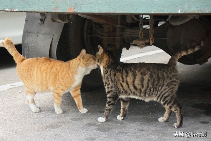 转角遇到猫探店,转角遇到猫打卡