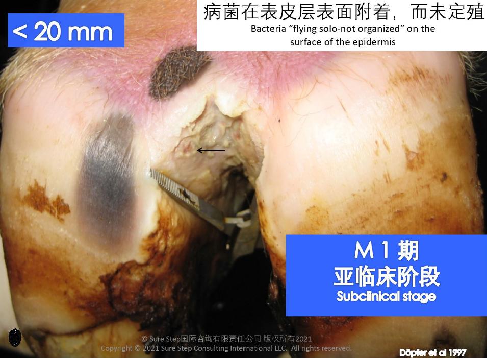 蹄病的种类和治疗方法,蹄病的预防与治疗