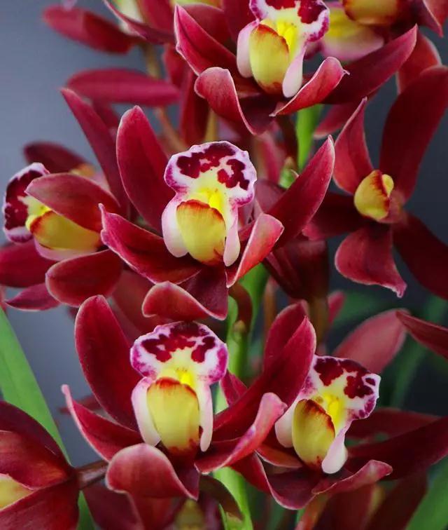 兰花香最迷人,香味最浓的兰花