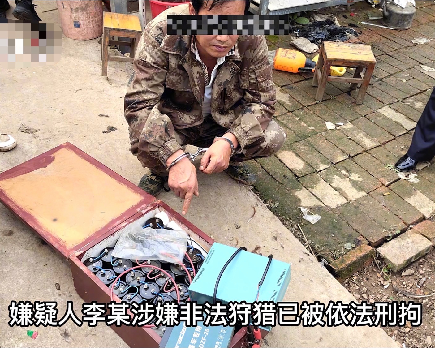 捕获80斤野猪,捕获了一头200公斤的大野猪