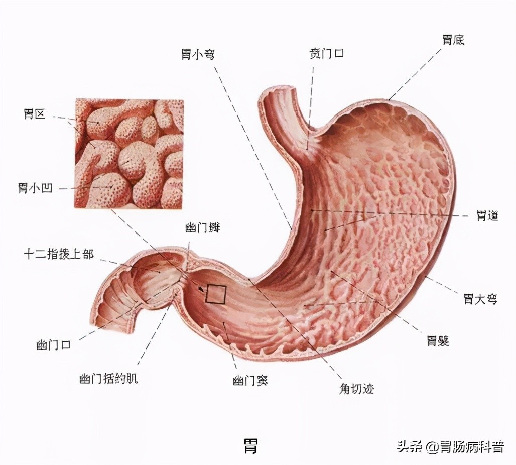 消化系统解剖图视频,消化系统解剖图手绘简单
