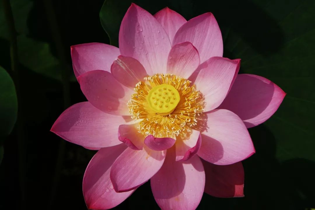 苏州赏荷花地方,美翻南湖景区