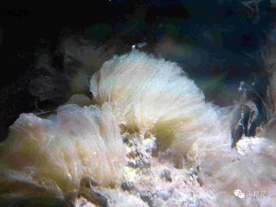 为什么容易爆藻,为什么有的人对鱼那么痴迷