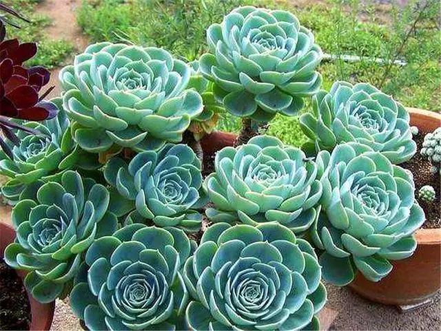 玉蝶老桩刚修剪下来种可以洗水吗,单头玉蝶怎么养成大老桩