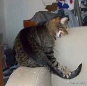 猫咪有皮炎的症状,猫咪皮肤抽搐综合征