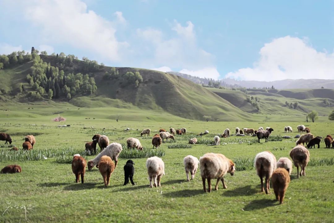 那拉提草原旅游徒步攻略,如何游玩那拉提
