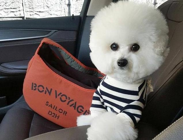 比熊最令人头疼的5大缺点,比熊被宠坏的6大表现